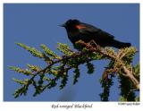 Red-winged Blackbird