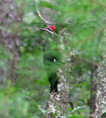 07-21-04 female pileated1.jpg