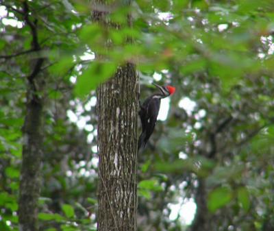 07-21-04 female pileated2.jpg