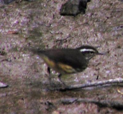 07-21-04 lifer louisiana waterthrush3.jpg