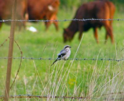 loggerhead_shrike