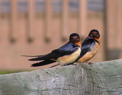 05-07-05 barn swallows.jpg