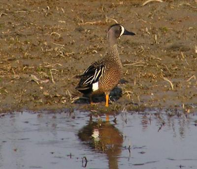 05-07-05 blue-winged teal.jpg