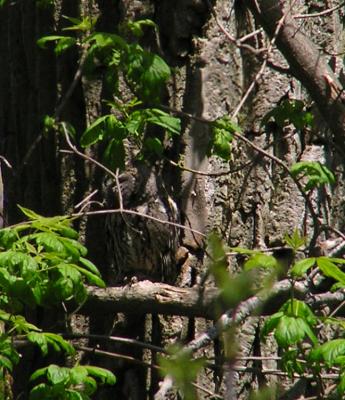 eastern_screech_owl