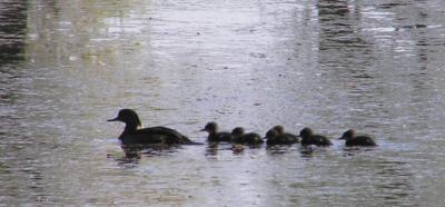 05-07-05 hooded merganser.jpg