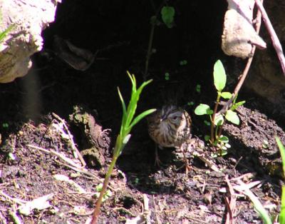 lincoln_sparrow