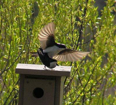 05-07-05 tree swallows1.jpg