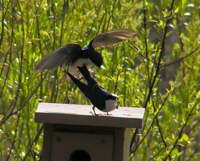05-07-05 tree swallows2.jpg