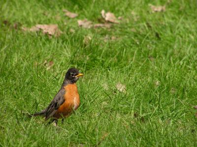 american_robin
