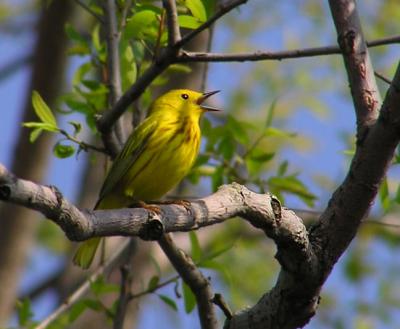 05-08-05 yellow warbler2.jpg