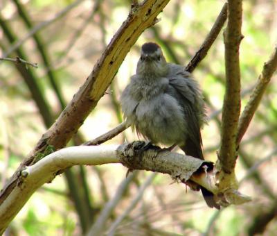 gray_catbird
