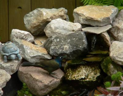 05-10-03 grackle.jpg