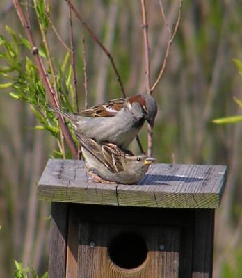 house_sparrow