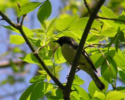 05-07-05 black-throated blue.jpg