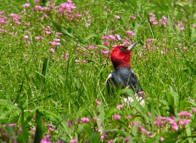 05-21-05 redhead3.jpg