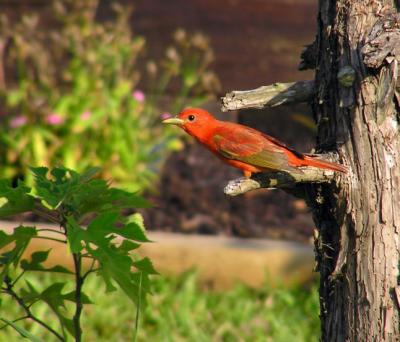 05-19-05 tanager.jpg