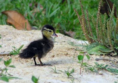 05-27-05 duckling1.jpg