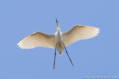 33443c  Snowy Egret