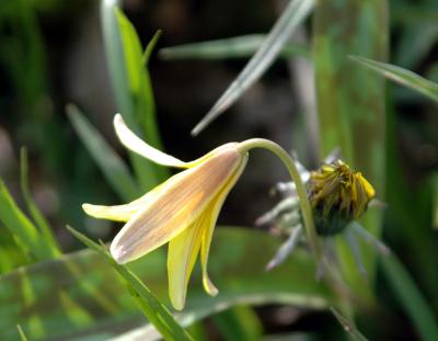 Trout Lily 4