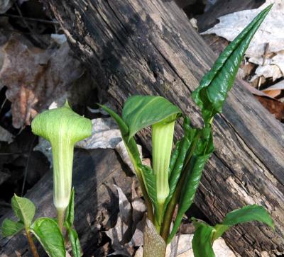 Jack-in-the-Pulpit 3