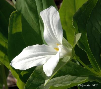 White Trillium 20