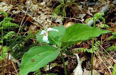 Painted Trillium 3