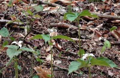 Painted Trillium 6