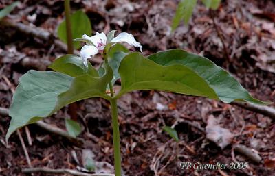 Painted Trillium 7