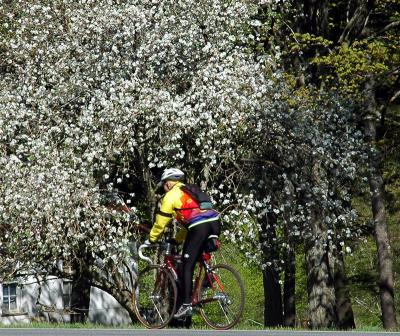 Yellow Jersey