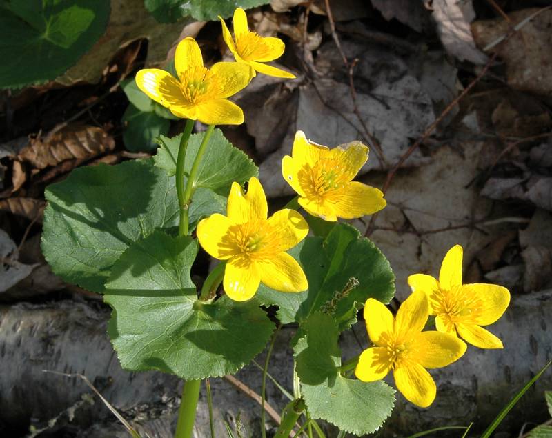 Marsh Marigold 4