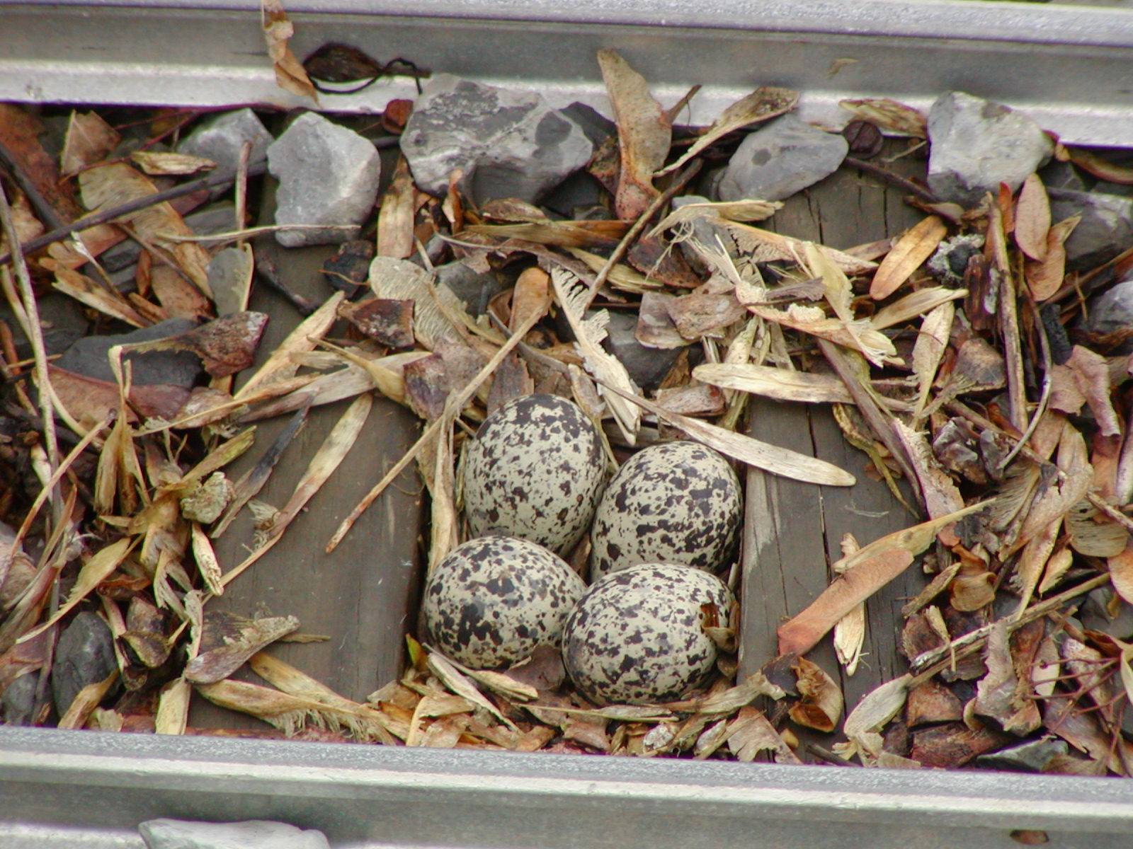 Killdear eggs