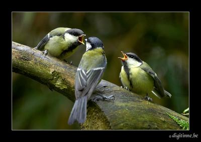 Hungry Birdies