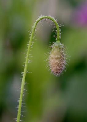 IMG_0731.JPG