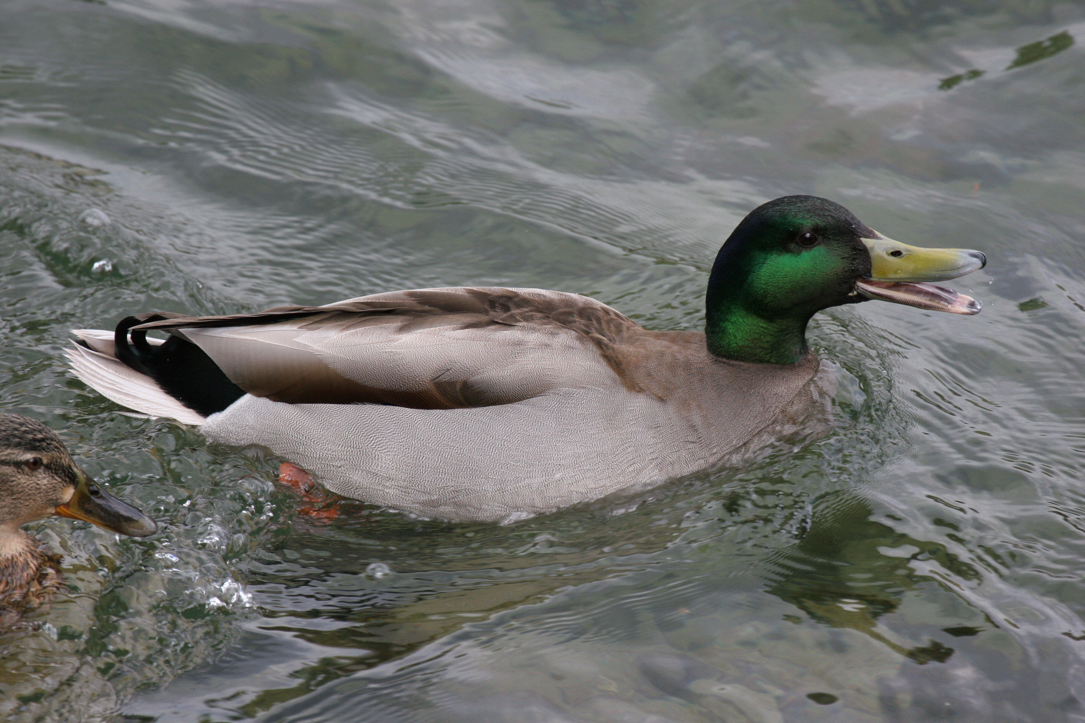 Mallard, male