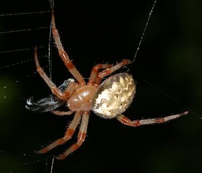 Marbled orb weaver - Araneus marmoreus