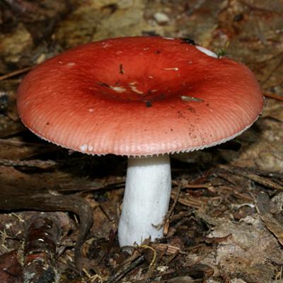 Russula sp.