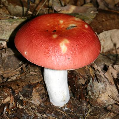 Russula sp.