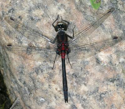  Crimson-ringed Whiteface - Leucorrhinia glacialis (male)