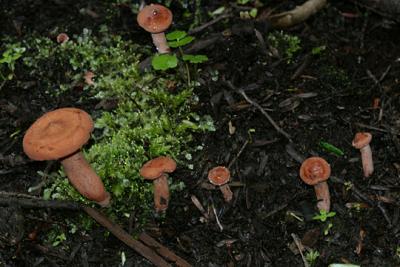 Lactarius sp.