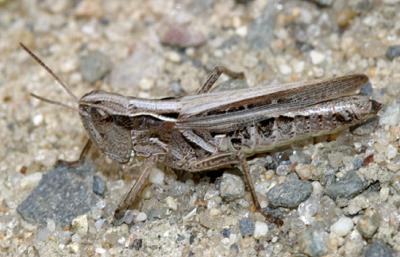 female Orphulella speciosa