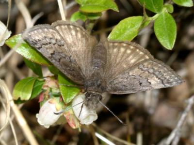 Sleepy Duskywing - Erynnis brizo