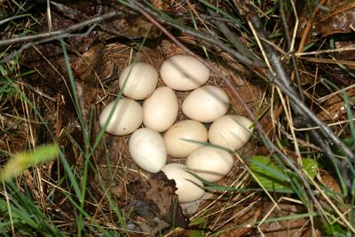 Ruffed Grouse - Bonasa umbellus (nest)