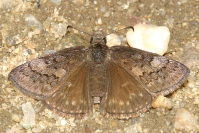 Sleepy Duskywing - Erynnis brizo  female