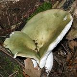 Russula heterophylla