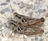 Pasture Grasshoppers - Melanoplus confusus