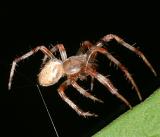 Marbled orb weaver - Araneus marmoreus