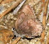 Hoary Elfin - Callophrys polios