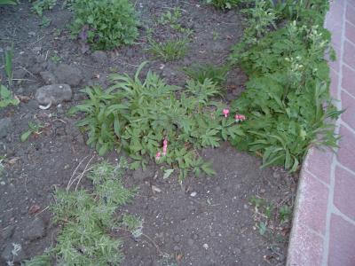 a bleeding heart