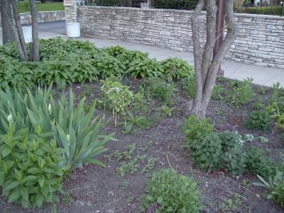 a plant with white flowers
