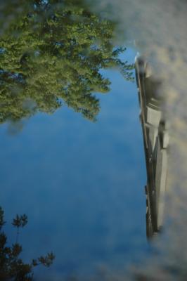 tree reflected in a pond